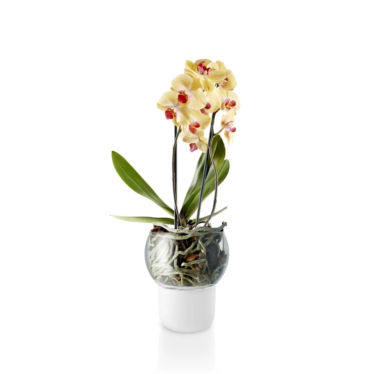 Eva Solo Selvvandende Potter^Orkidepotte - 15 cm - Glass